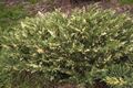 Juniperus sabina Variegata Jałowiec sabiński